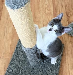 Dianna, young, available for adoption