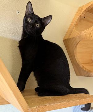 Dolph Lundgren, young, available for adoption