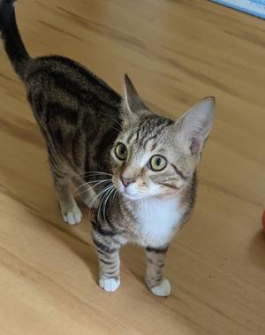 A tabby cat with green eyes standing on a wooden floor.