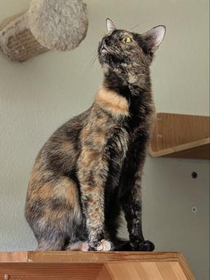 June Bug, adult, available for adoption