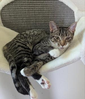 Cupcake, young, available for adoption