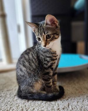 Cupcake, young, available for adoption