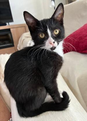 Dogcat, young, available for adoption