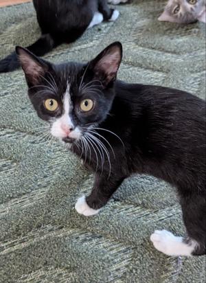 Dogcat, young, available for adoption