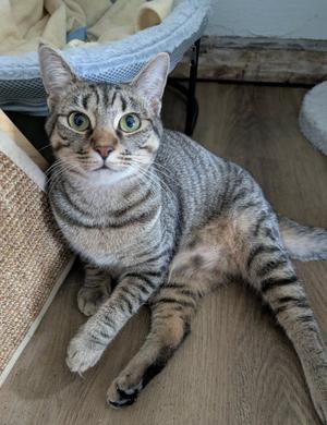 Canary, young, available for adoption