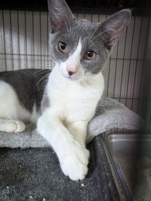 Maggie May, young, available for adoption