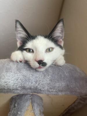 A black and white cat with a distinctive black patch on its nose, resting on a gray cat tree.