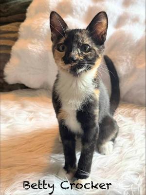 Betty Crocker, young, available for adoption