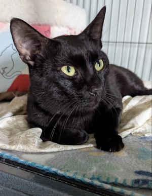 Berlioz, adult, available for adoption