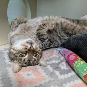 Gerald, adult, available for adoption