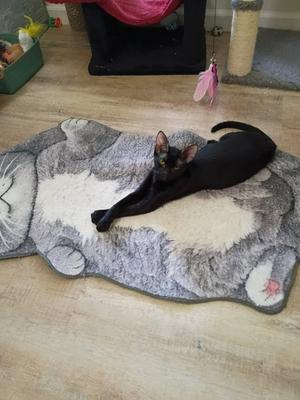 A black cat lying on a cat-shaped rug