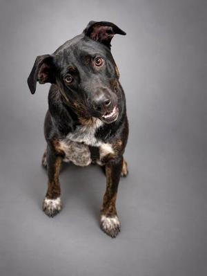 A black and brown dog with white markings on its chest and paws, sitting on a gray background. The dog has a slightly open mouth, showing its teeth, and is looking directly at the camera with alert ears.