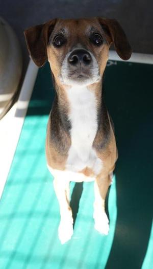 Amos, Beagle / Mixed Breed, adult, available for adoption