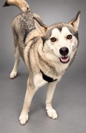 A husky dog standing on a gray background