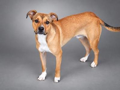 A brown and white dog standing on a gray background