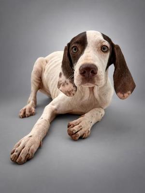 Annie, Pointer / Mixed Breed, young, available for adoption