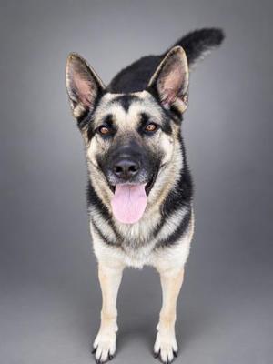 A German Shepherd dog standing with its tongue out, looking at the camera.
