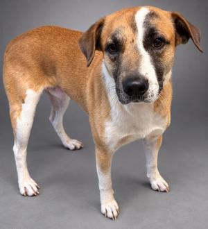 Beanie, Mountain Cur / Mixed Breed, adult, available for adoption