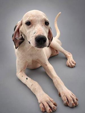 A light-colored dog with floppy ears lying down on a gray background.