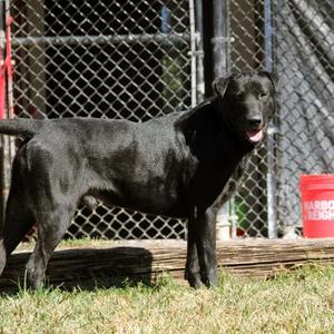 Banjo, Labrador Retriever / Mixed Breed, adult, available for adoption