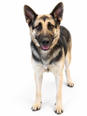A German Shepherd dog standing on a white background.
