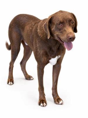 A brown dog with a white patch on its chest standing on a white background.