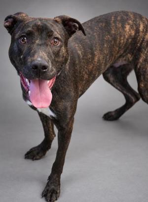 a brindle dog with a white chest and a pink tongue