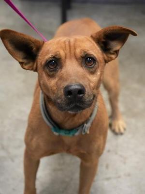 Brudo~SPONSORED!, Cattle Dog / Mixed Breed, adult, available for adoption