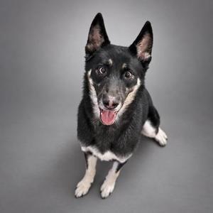 A black and white dog with pointed ears and a pink tongue sticking out, sitting on a gray background.
