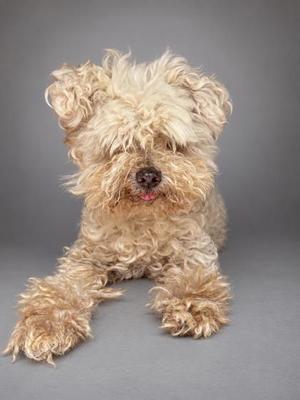 A fluffy, light brown dog with curly fur lying down on a gray background.