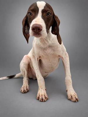 A brown and white dog sitting on a gray background