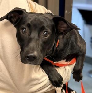 Athena, Beagle / Labrador Retriever, young, available for adoption