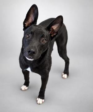 Beam, Shepherd / Mixed Breed, young, available for adoption