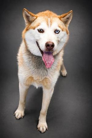 Buddy, Husky / Mixed Breed, adult, available for adoption
