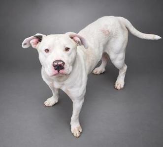 A white pit bull dog standing on a gray background.