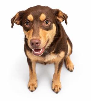 A brown and black dog sitting on a white background