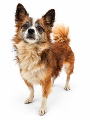 A small brown and white dog with fluffy fur and perked-up ears standing on a white background.