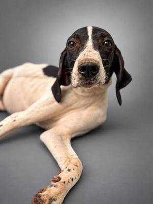 Blondie, Pointer / Mixed Breed, young, available for adoption
