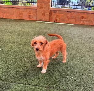 A small brown dog standing on green artificial grass.