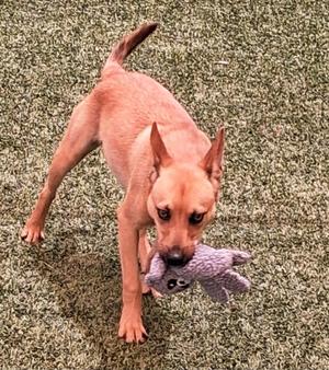 Timon, Shepherd, puppy, available for adoption