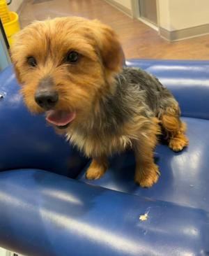 Tim, Yorkshire Terrier / Silky Terrier, young, available for adoption