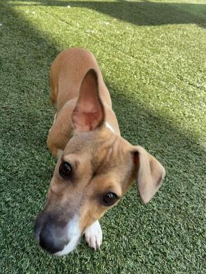a brown dog with floppy ears standing on green grass