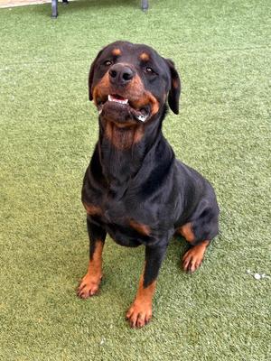 Duke, Rottweiler, adult, available for adoption