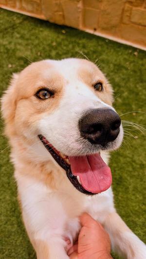 Cane, Husky, young, available for adoption