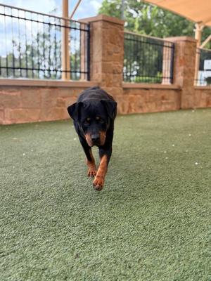 A black and tan Rottweiler running on a green artificial turf surface in an outdoor enclosure with a stone wall and fence in the background.
