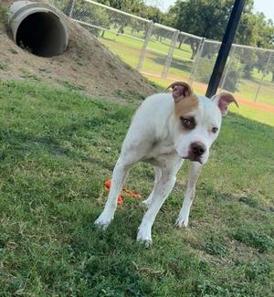 A white dog with brown patches on its head and ears standing on a grassy field. The dog is looking towards the camera with a slightly tilted head. In the background, there is a fenced area with trees and a large pipe structure.