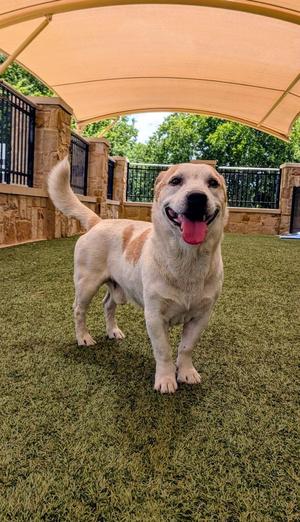 Gunny, Beagle, young, available for adoption