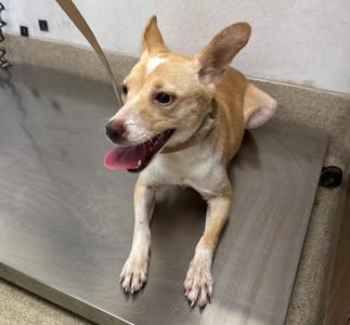 A small tan and white dog with perked ears lying on a metal surface, its tongue out and looking to the side.