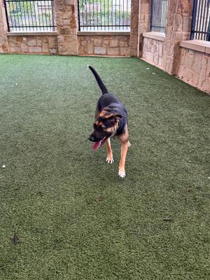 A German Shepherd dog standing on artificial grass in an outdoor enclosure.