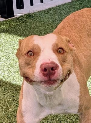 Killian, Pit Bull Terrier, young, available for adoption